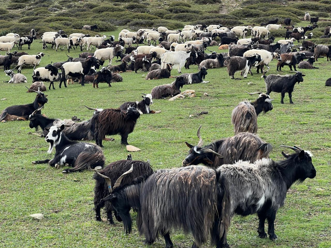Chyangra goats in high-altitude grazing fields